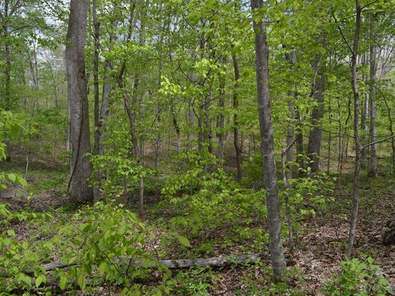 Wooded Acreage Hohenwald, Tennessee : Hohenwald : Lewis County : Tennessee