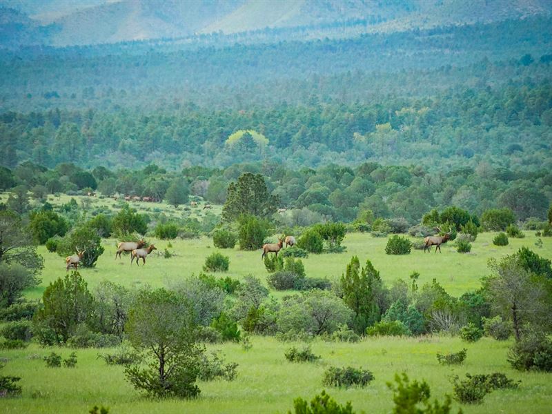 El Capitan Trophy Elk, Land, Farm for Sale in New Mexico, 241360