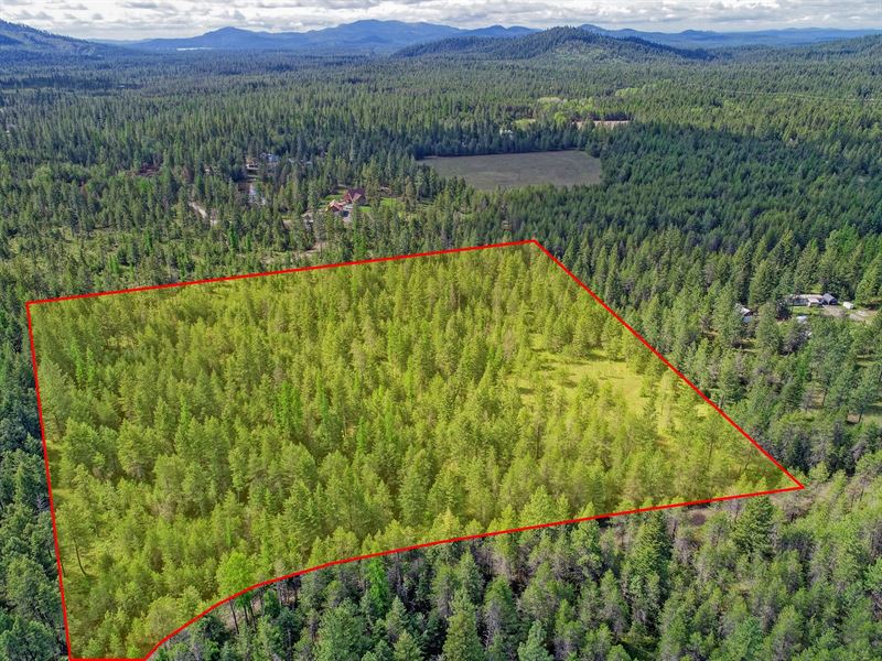 Secluded Wooded Acres Loon Lake : Loon Lake : Stevens County : Washington