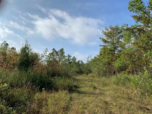 800 Acres Hunting Land Dixie County : Steinhatchee : Dixie County : Florida