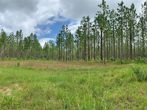 The Hobbs Tract : Wing : Escambia County : Alabama