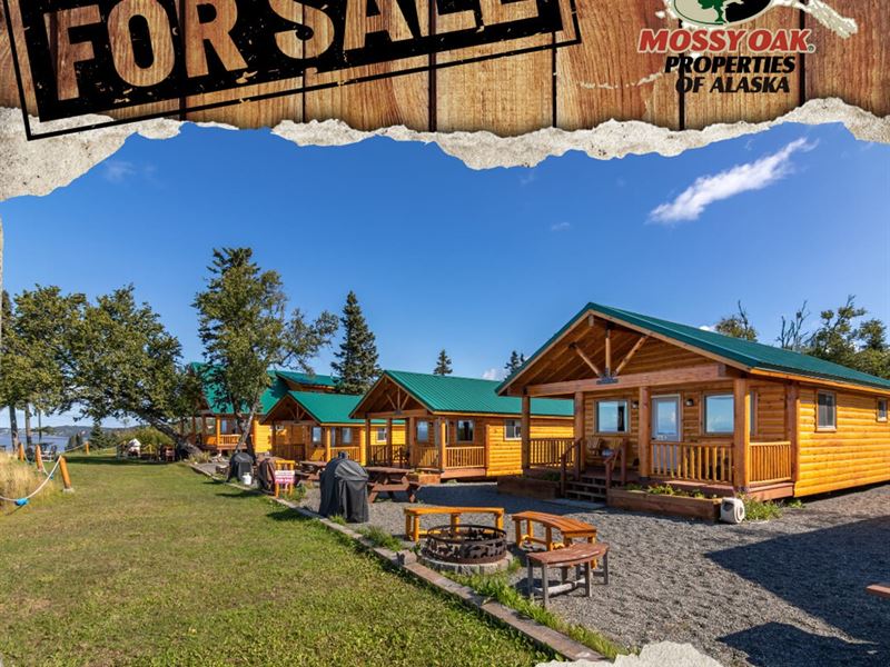 Soar with The Eagles at This Alaska : Clam Gulch : Kenai Peninsula Borough : Alaska