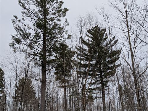 Off Race Road : Sagola : Dickinson County : Michigan