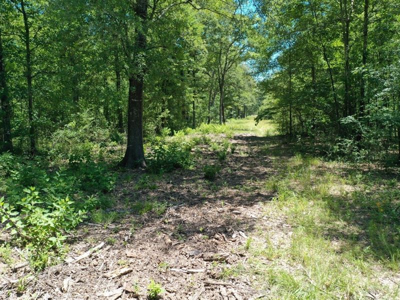 52.17 Acres for Sale in East Texas : Cayuga : Anderson County : Texas