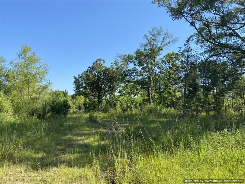 Beautiful Timberland, Homesites : Bogue Chitto : Lincoln County : Mississippi