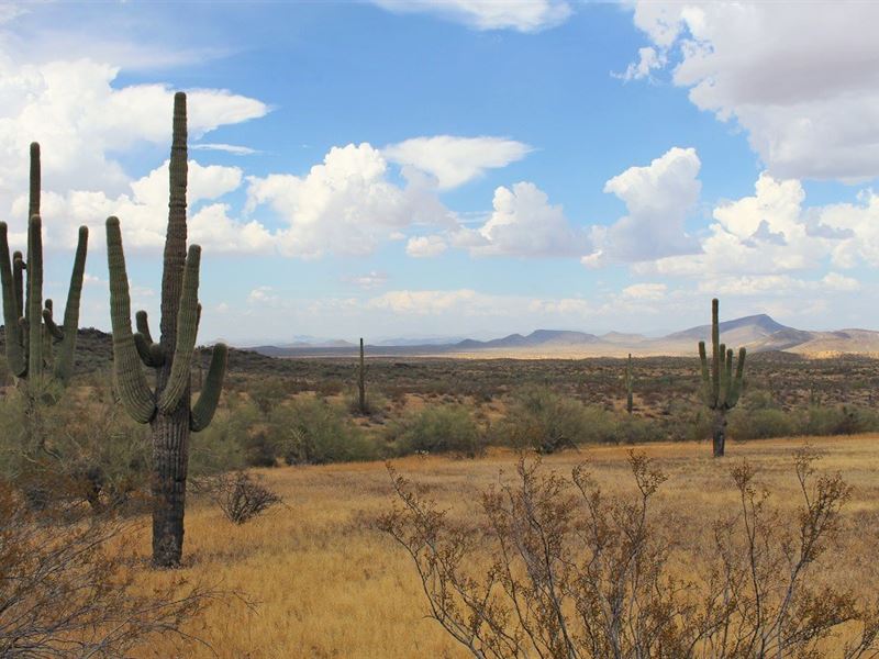 252 Head Cattle Ranch, Gordon : Aguila : Maricopa County : Arizona