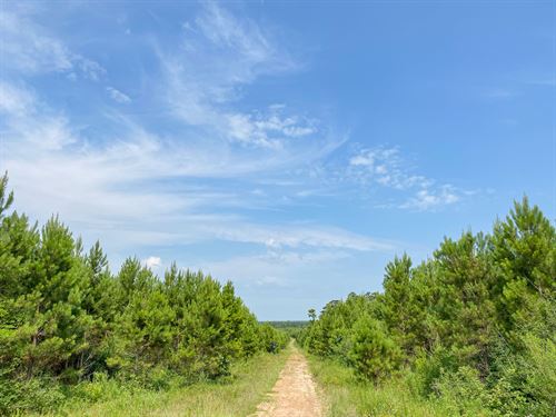 136 Acres Red Hollow Road Tr 311025 : Leggett : Polk County : Texas