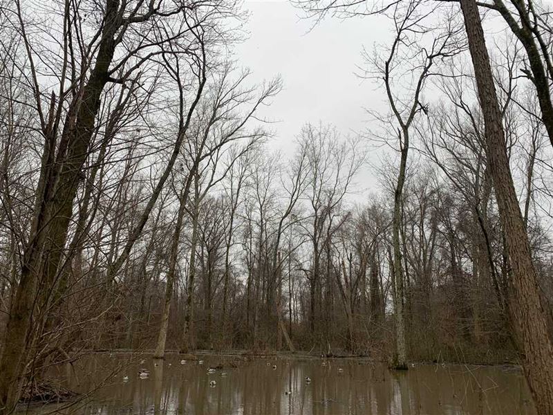 Premier Flooded Timber Duck Hunting : Brickeys : Lee County : Arkansas