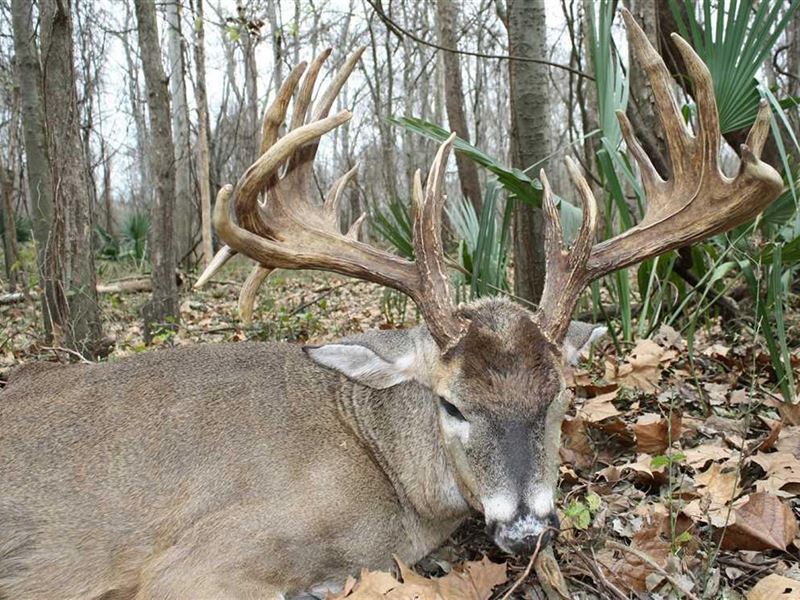 6,350 Acres Giles Island : Natchez : Adams County : Mississippi