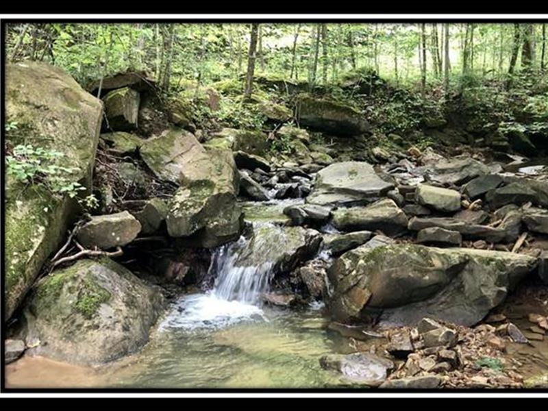 Flat Lick Forest : Flat Lick : Knox County : Kentucky
