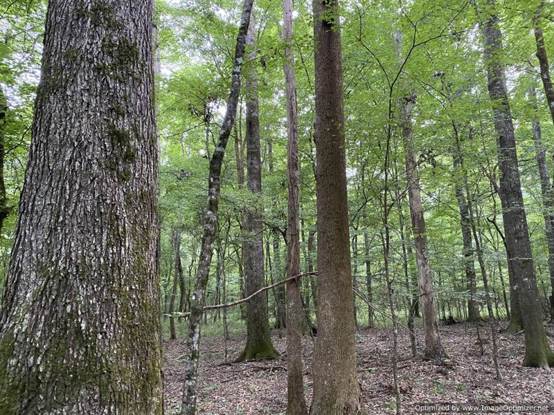 146 Acre Tract with Food Plots : Hazlehurst : Copiah County : Mississippi