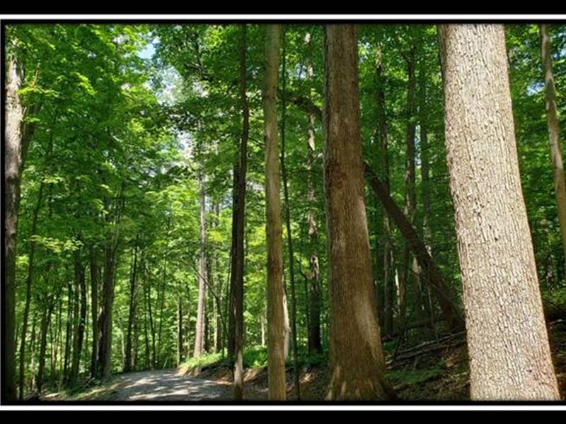 Big Timber Ridge at Tar Hollow, Farm for Sale in Ohio, 245713 FARMFLIP