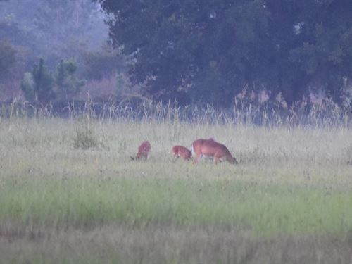 Volusia County Hunting Preserve : New Smyrna : Volusia County : Florida