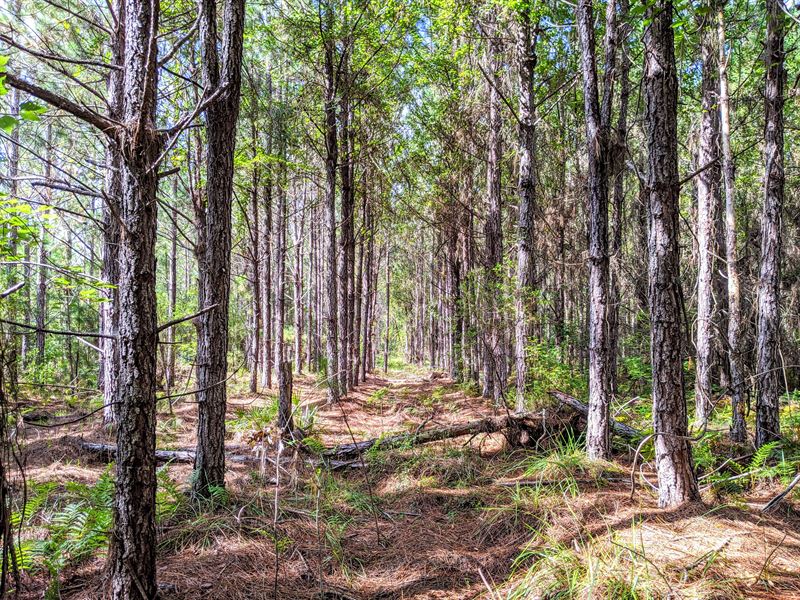 Institutional Timber Investment FL, Farm for Sale in Florida, 246410