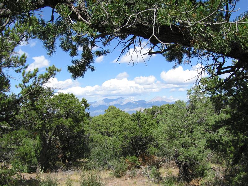 5 Treed Acres in Colorado Mountains : Fort Garland : Costilla County : Colorado