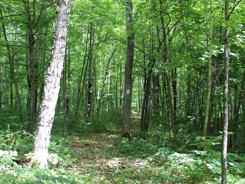 Kanabec CO Wooded Hunting Land, Farm for Sale in Minnesota, 246836