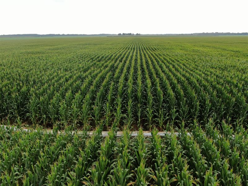 896 Ac Highly Productive Grain Farm : Des Arc : Prairie County : Arkansas