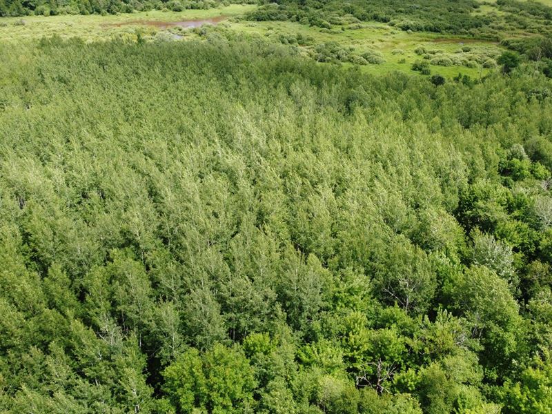 110 Acres Hunting Land Kanabec CO, Farm for Sale in Minnesota, 247151