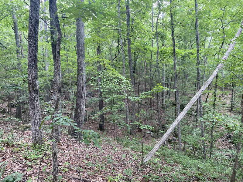 Wooded Acreage with Mountain Views : Trenton : Dade County : Georgia