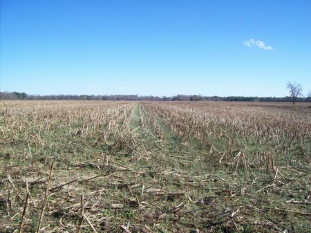 Great Farm : Red Springs : Robeson County : North Carolina