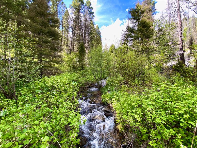 Washington Gulch Gold Claim : Avon : Powell County : Montana