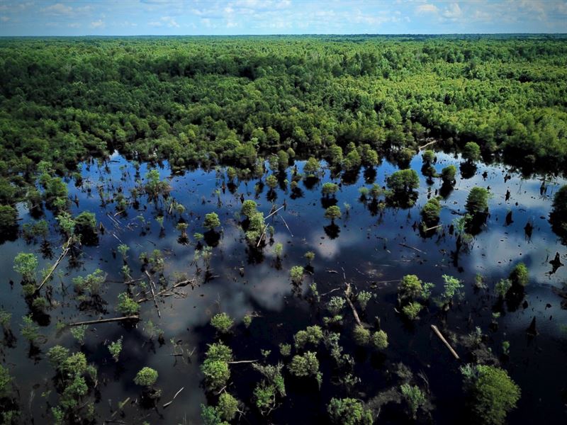 More Acreage On The Pee Dee River : Gresham : Marion County : South Carolina