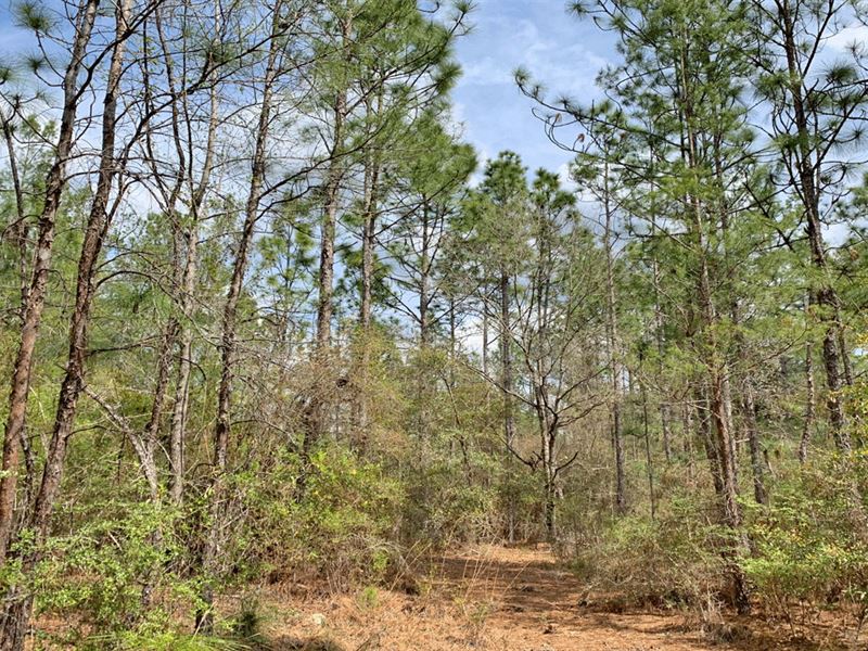 Mossy Head Tract, Farm for Sale in Florida, 248634 FARMFLIP