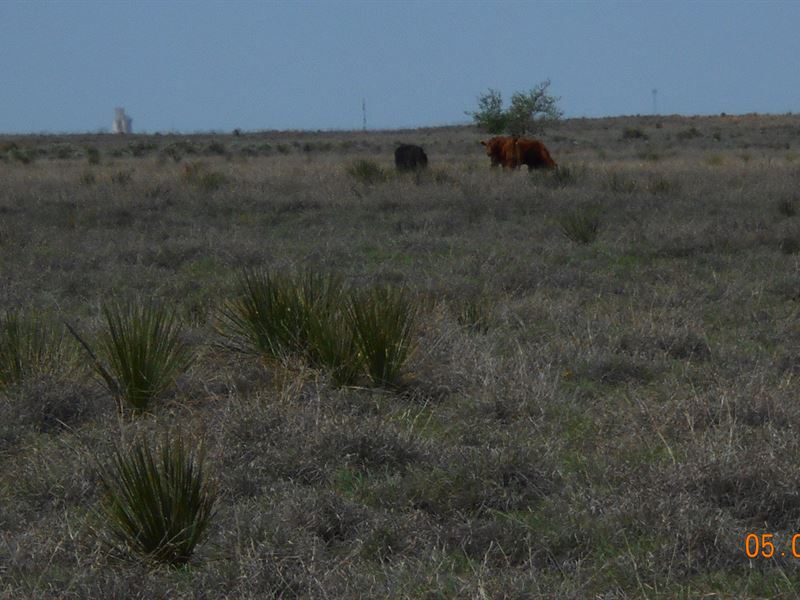 Productive Ranch in Good Location, Farm for Sale in New Mexico, 249108