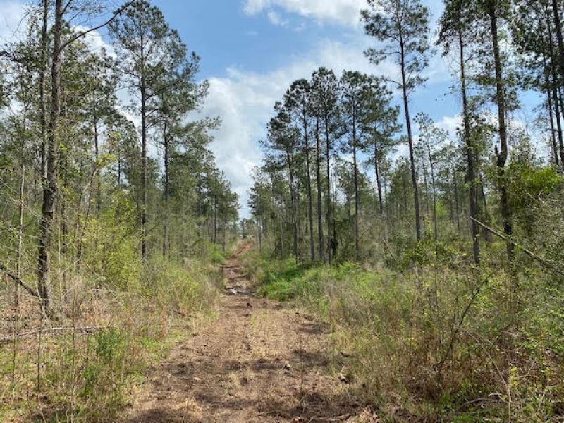 18.50 Wooded Acres In Npsd Farm for Sale in Summit, Pike County