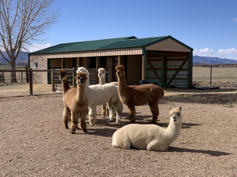 Hobby Farm with Majestic Views : Longmont : Boulder County : Colorado