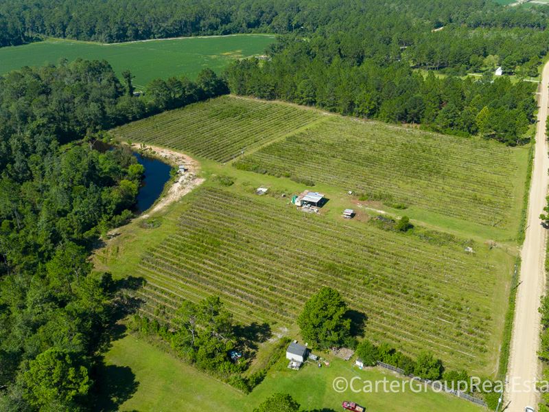 Organic Highbush Blueberry Farm, Farm for Sale in 250141