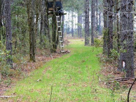 Ham Pond : Sneads : Jackson County : Florida