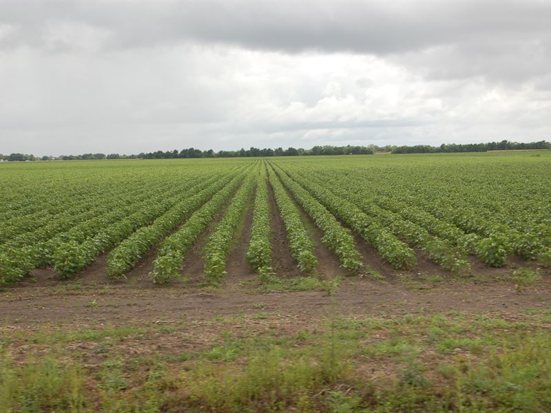 Farmland & Development Land : Rosenberg : Fort Bend County : Texas