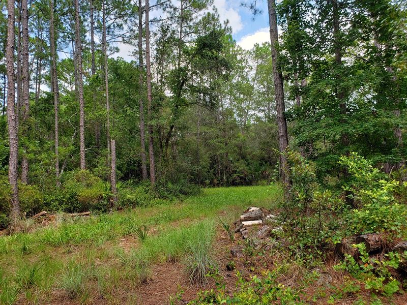 Tiger Island Hunting Land, Farm for Sale in Florida, 250844 FARMFLIP