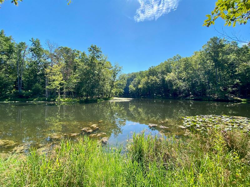 40+ Acres with SpringFed Pond, Farm for Sale in South Carolina