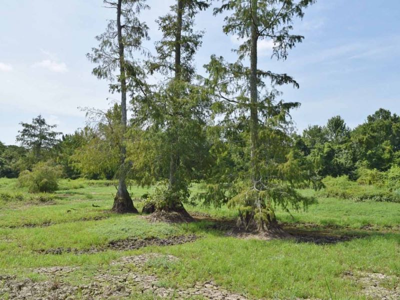 Shelly Lake Wildlife Sanctuary, 540 : Kosciusko : Attala County : Mississippi