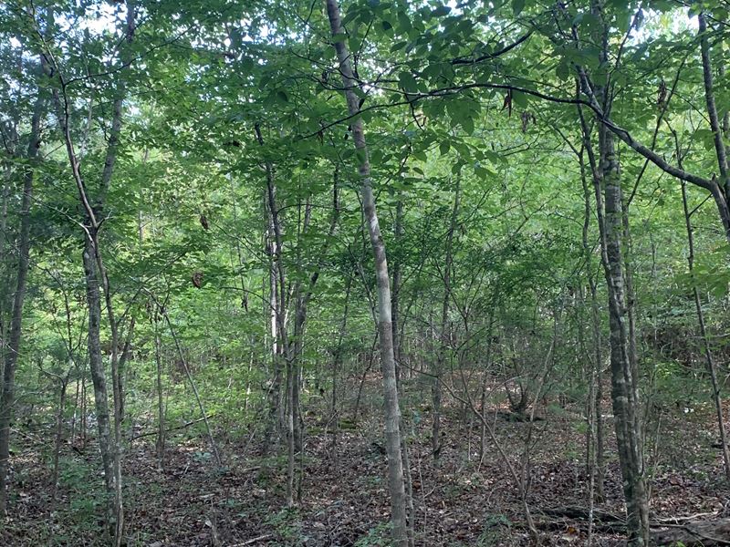 Beautiful Recreational Land Grady, Farm for Sale in Alabama, 251669