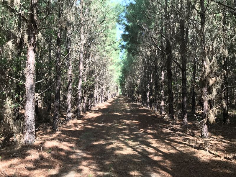 Scarborough Tract 8, Farm for Sale in South Carolina, 251953 FARMFLIP