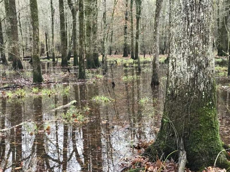 Bayou Meto Timberland, Farm for Sale in Arkansas, 252023 FARMFLIP