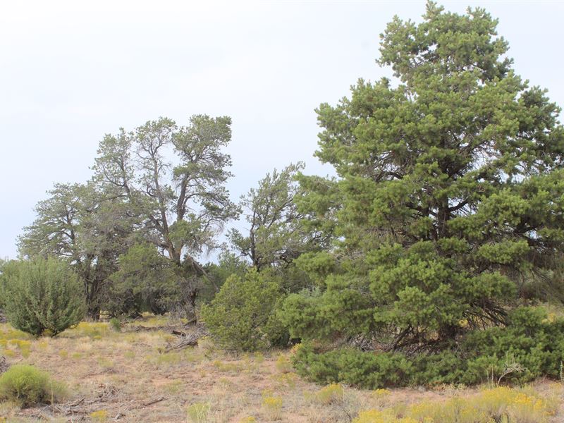 Treed Acreage North Williams, AZ, Farm for Sale in Arizona, 252069
