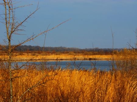 497 Acres Of Duck and Deer Hunting : Elaine : Phillips County : Arkansas