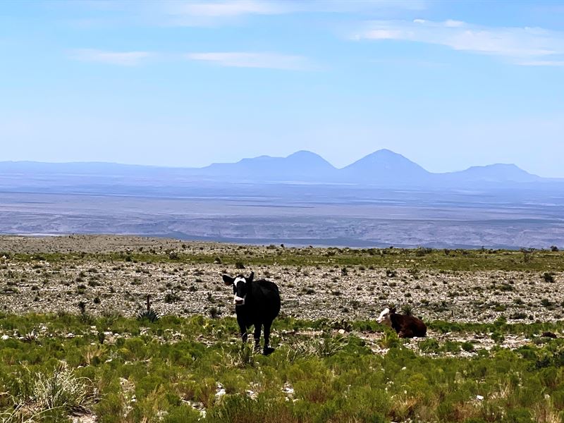 Large Cattle Operating Ranch : Carlsbad : Eddy County : New Mexico