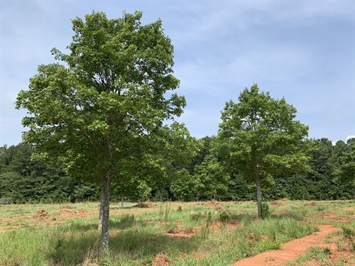 Tree Farm Farms For Sale Farmflip