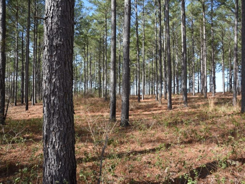 Farm & Timberland Opportunity, Farm for Sale in 252666 FARMFLIP