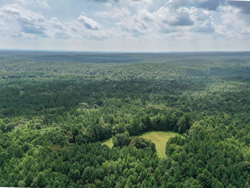 Remarkable, Heavily Wooded Acreage : Siler City : Chatham County : North Carolina