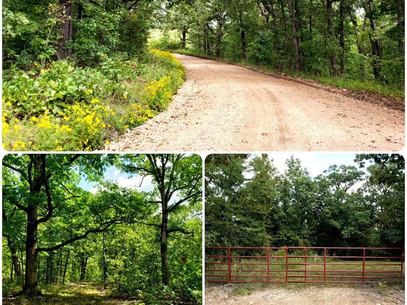 Hunting Land for Sale : Niangua : Wright County : Missouri