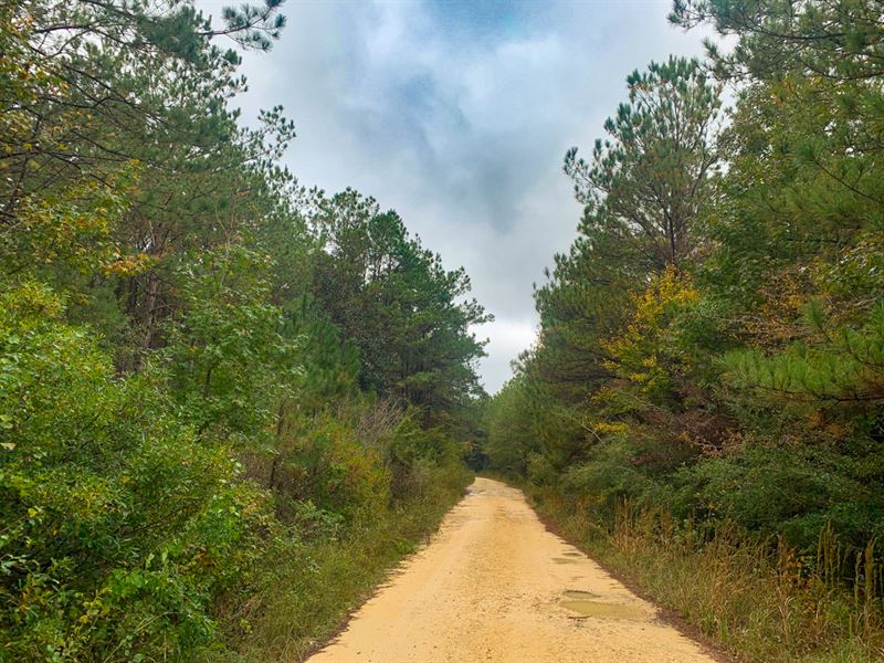 143 Acres, Segno Forest : Livingston : Polk County : Texas