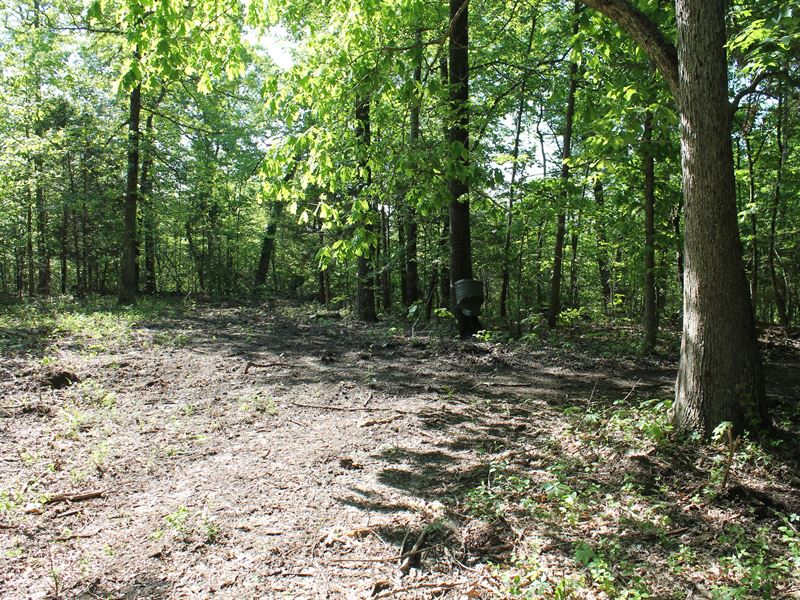 61 Acres of Big Buck Dreaming : Horse Cave : Hart County : Kentucky