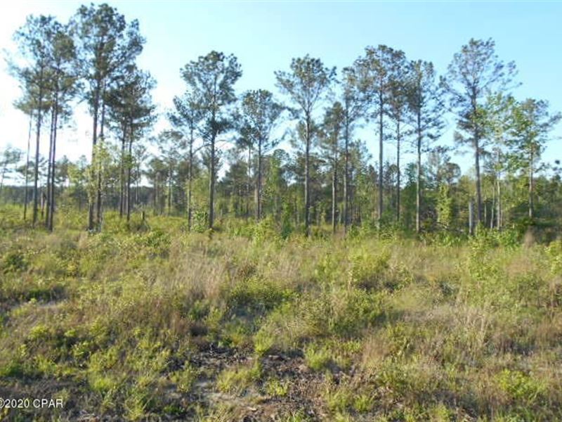 Hunting Land Jackson County, FL, Farm for Sale in Florida, 254933