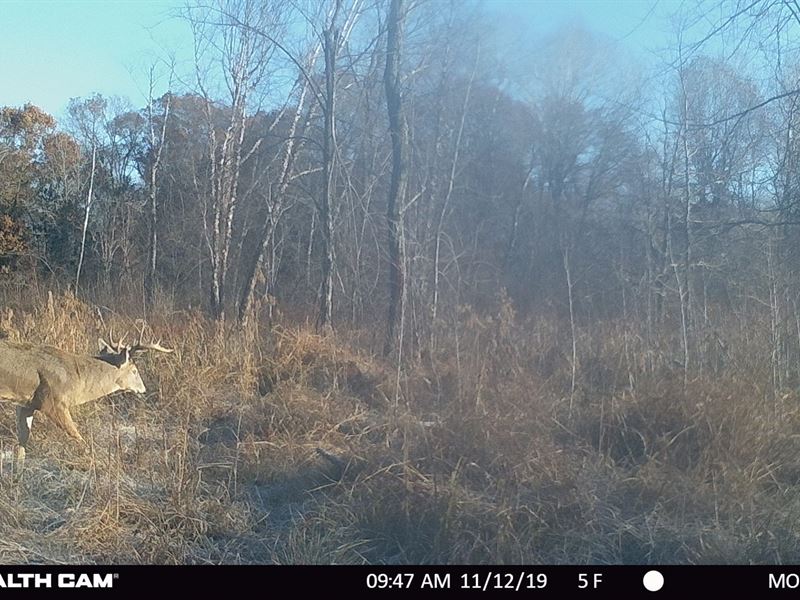 Recreational Hunting Land Juneau, Farm for Sale in Wisconsin, 255222